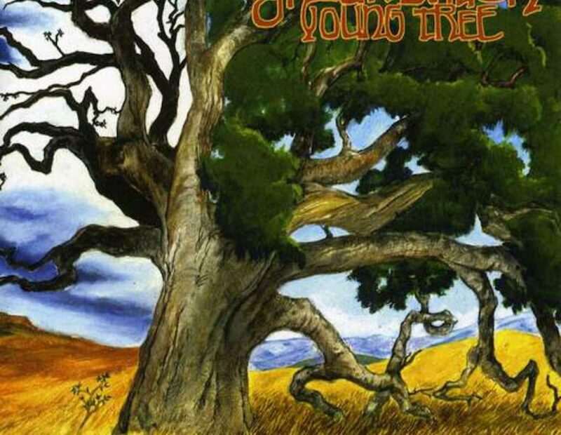 Groundation - Young Tree