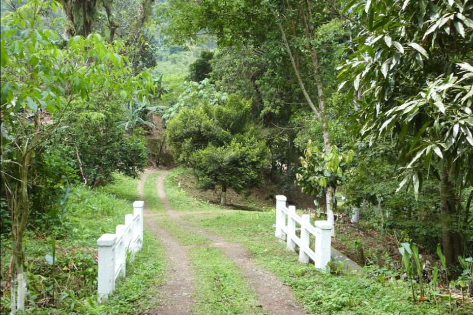 Kaya Black - Country Covered In Reggae